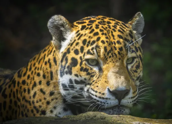 Отзывы об отеле Biltmore Hotel Miami Coral Gables