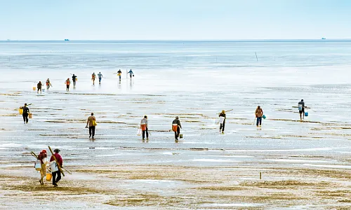 Clam Digging in Qingdao