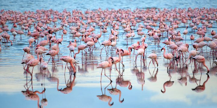 Lake Nakuru National Park