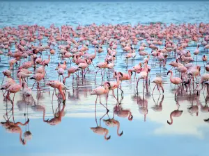 Lake Nakuru National Park