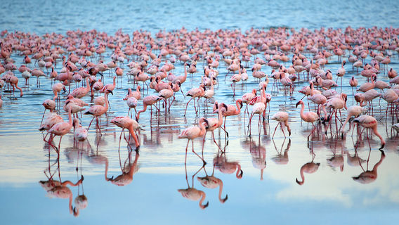parc national du Lac Nakuru