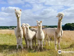 Charnwood Forest Alpacas