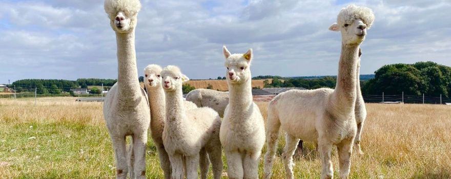Charnwood Forest Alpacas