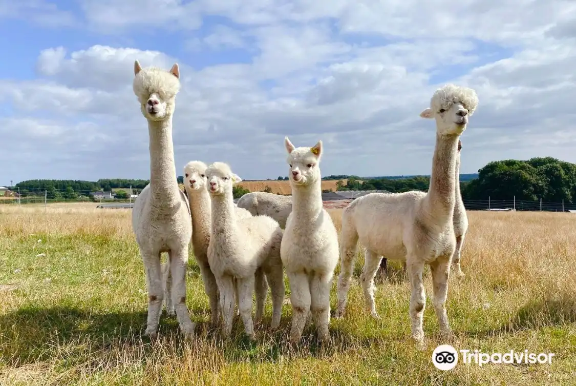 Charnwood Forest Alpacas附近的飯店