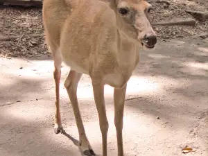 Yellow River Wildlife Sanctuary