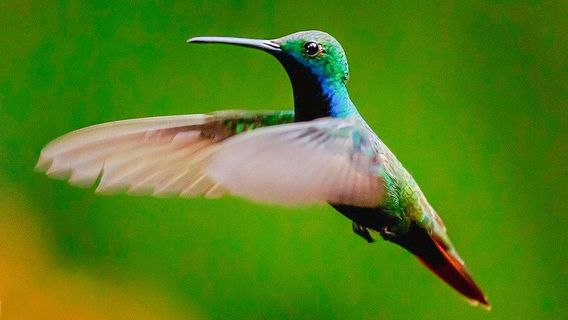 Jardin de los Picaflores