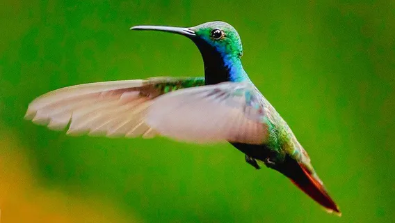 Jardin de los Picaflores