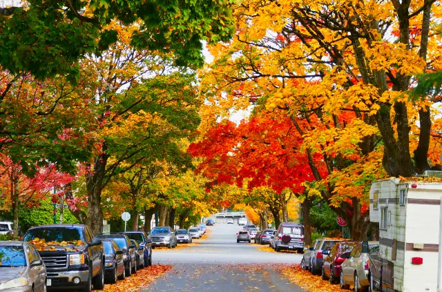 Maple Leaf Viewing in Vancouver