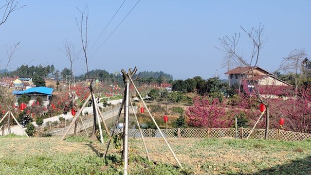 Yunling Golden Autumn Cherry Blossom Sea