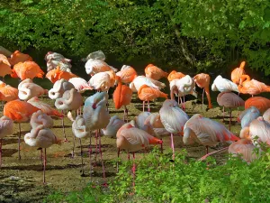 Hellabrunn Zoo
