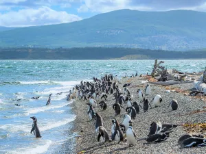 Isla Magdalena