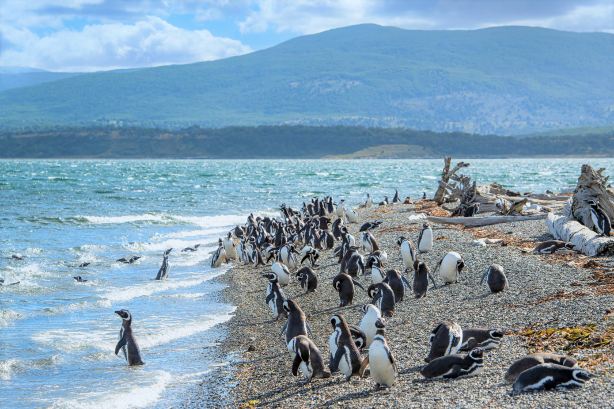 Magdalena Island