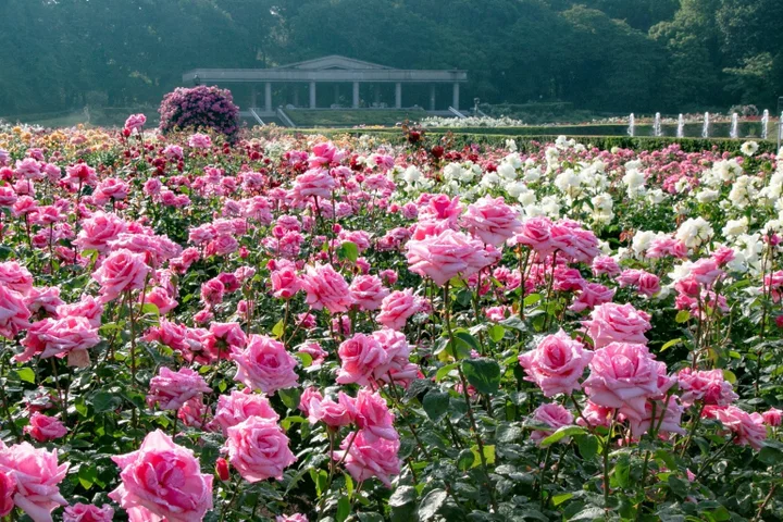 Jindai Botanical Garden Spring Rose Festival | Jindai Botanical Gardens