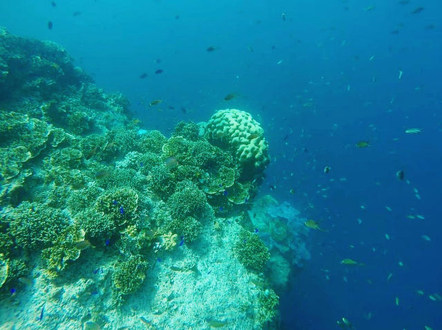 Discovering the marine life under 