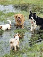 Horseshoe Lake Dog Park