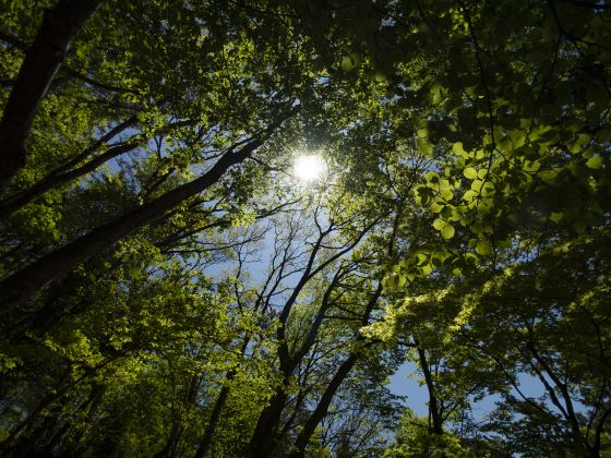 Aokigahara Forest