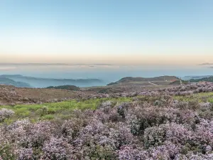 杜鵑花海