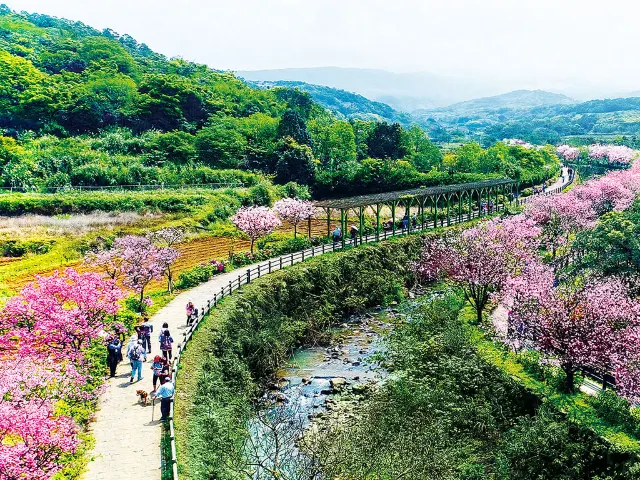 【櫻花季】粉紅大爆發，新北13處賞櫻勝地推薦打卡熱點一次看