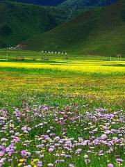 格桑花草原