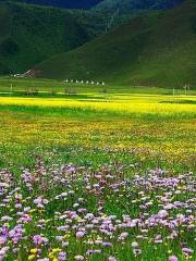 Gesar Flower Grassland