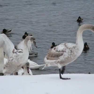 鄰近Oxenholme Lake District的酒店