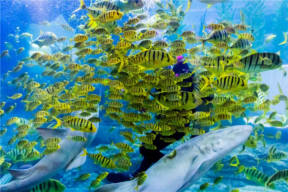 2_Qingdao Underwater World