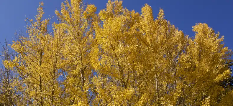 鄰近原木的酒店