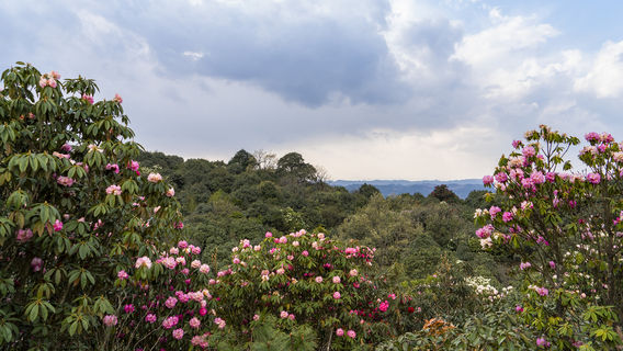 Yingwu Mountain