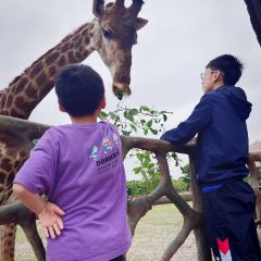 Little Panda Restaurant User Photo