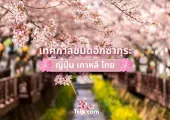 เทศกาลชมดอกซากุระ ญี่ปุ่น เกาหลี ไทย
