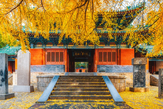 Ginkgo Viewing in Zhengzhou
