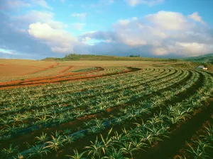 Dole Plantation