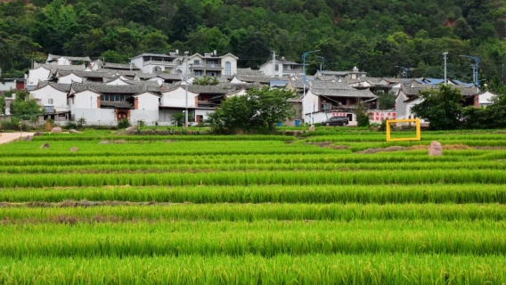 平原