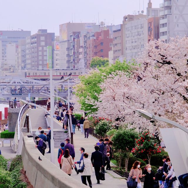 隅田川とスカイツリー、そして桜