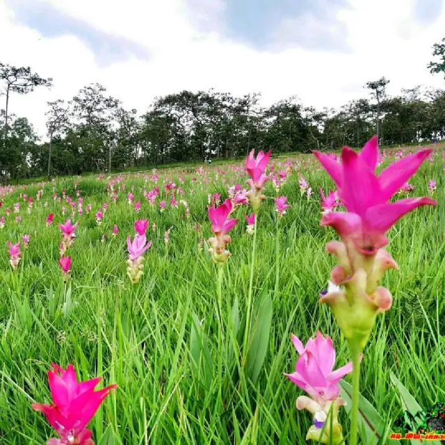 ทุ่งบัวสวรรค์ อุทยานแห่งชาติไทรทอง