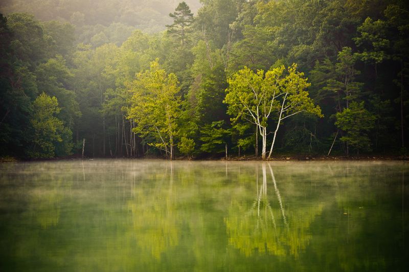 四明湖水杉濕地