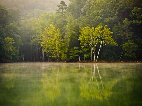 四明湖水杉濕地