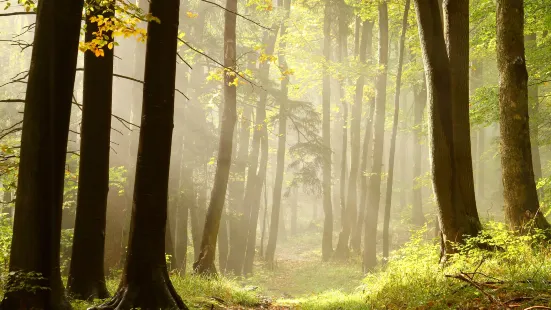 Daheishan Forest Park