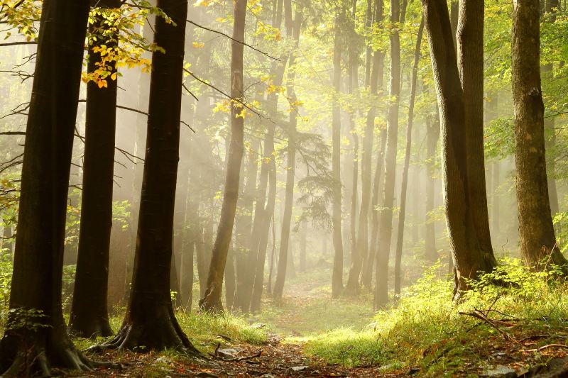 Daheishan Forest Park