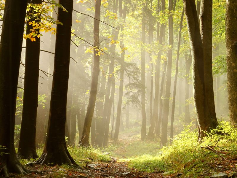 Daheishan Forest Park