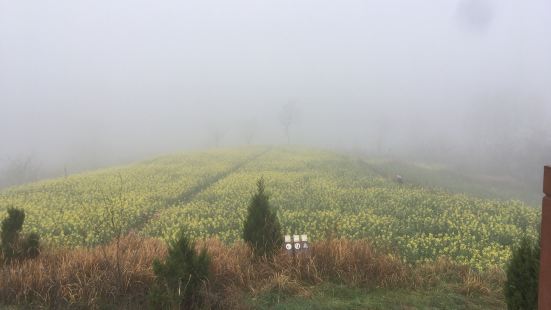 从西安回成都路过洋县，住洋县，春天来了，早餐后到洋县看油菜花