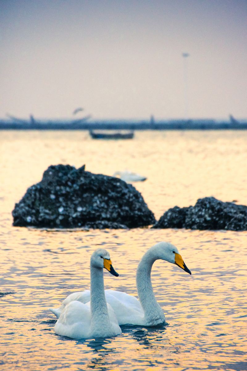 Whooper Swan National Nature Reserve