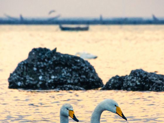 Whooper Swan National Nature Reserve