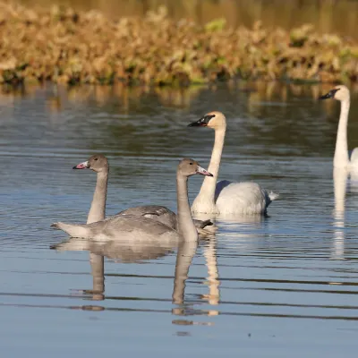Отзывы об отеле Hampton by Hilton Fuyang Guomao