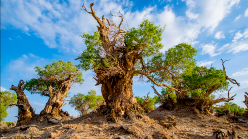 Yiwu Populus euphratica Scenic Area