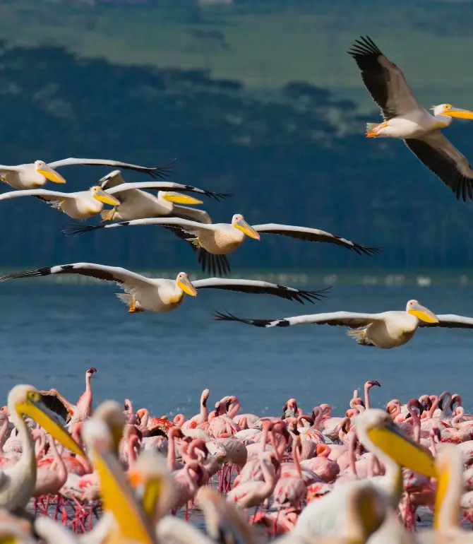 Naivasha
