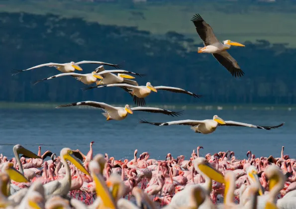 Flights from Nairobi to Nanyuki