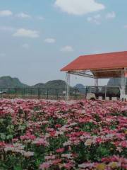 Ano Rose Garden