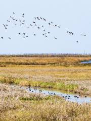 Chongming Dongtan Birds National Nature Reserve