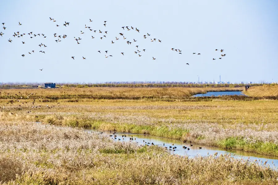 Chongming Dongtan Birds National Nature Reserve